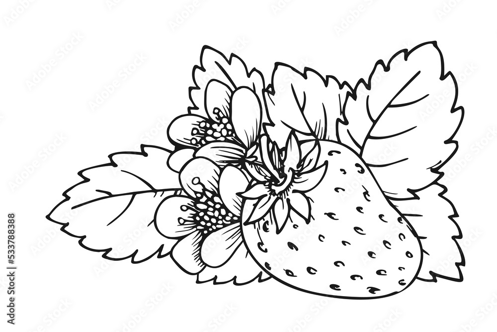 Whole ripe strawberry coloring book page flowering bush with single berry flowers and leaves wild forest berries tasty sweet fruit realistic juicy strawberries black white hand drawn sketch vector