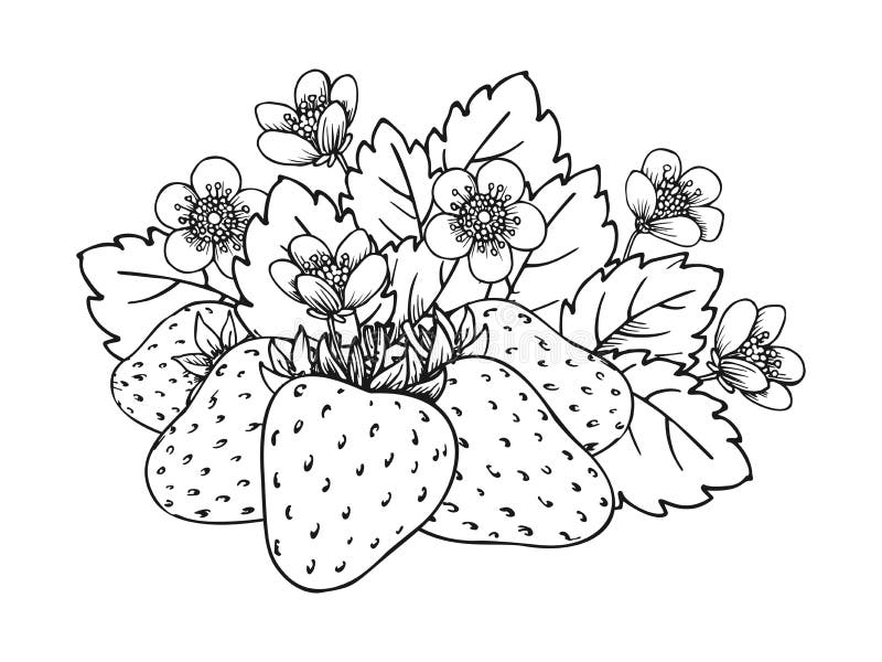 Strawberry flower leaves ripe berry coloring book stock vector