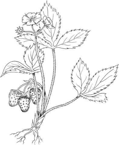 Virginia strawberry or wild strawberry coloring page free printable coloring pages fruit coloring pages apple coloring pages strawberry drawing