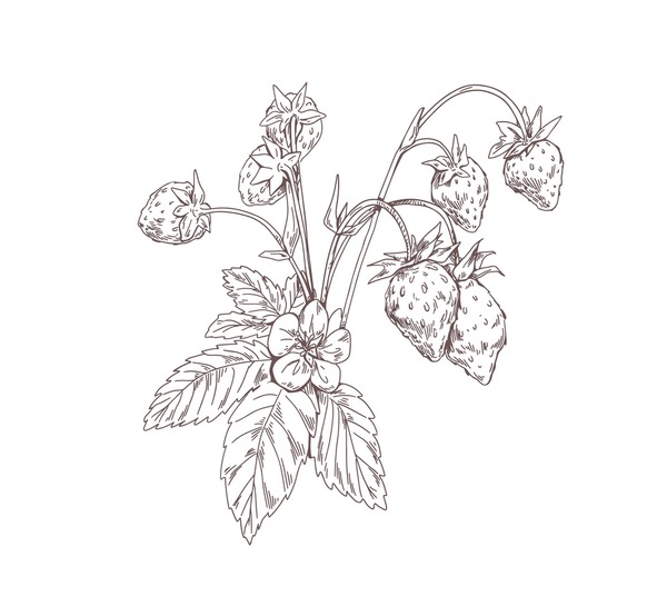 Drawing wild strawberry royalty