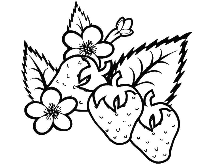Online coloring pages coloring page wild strawberry coloring download print coloring page