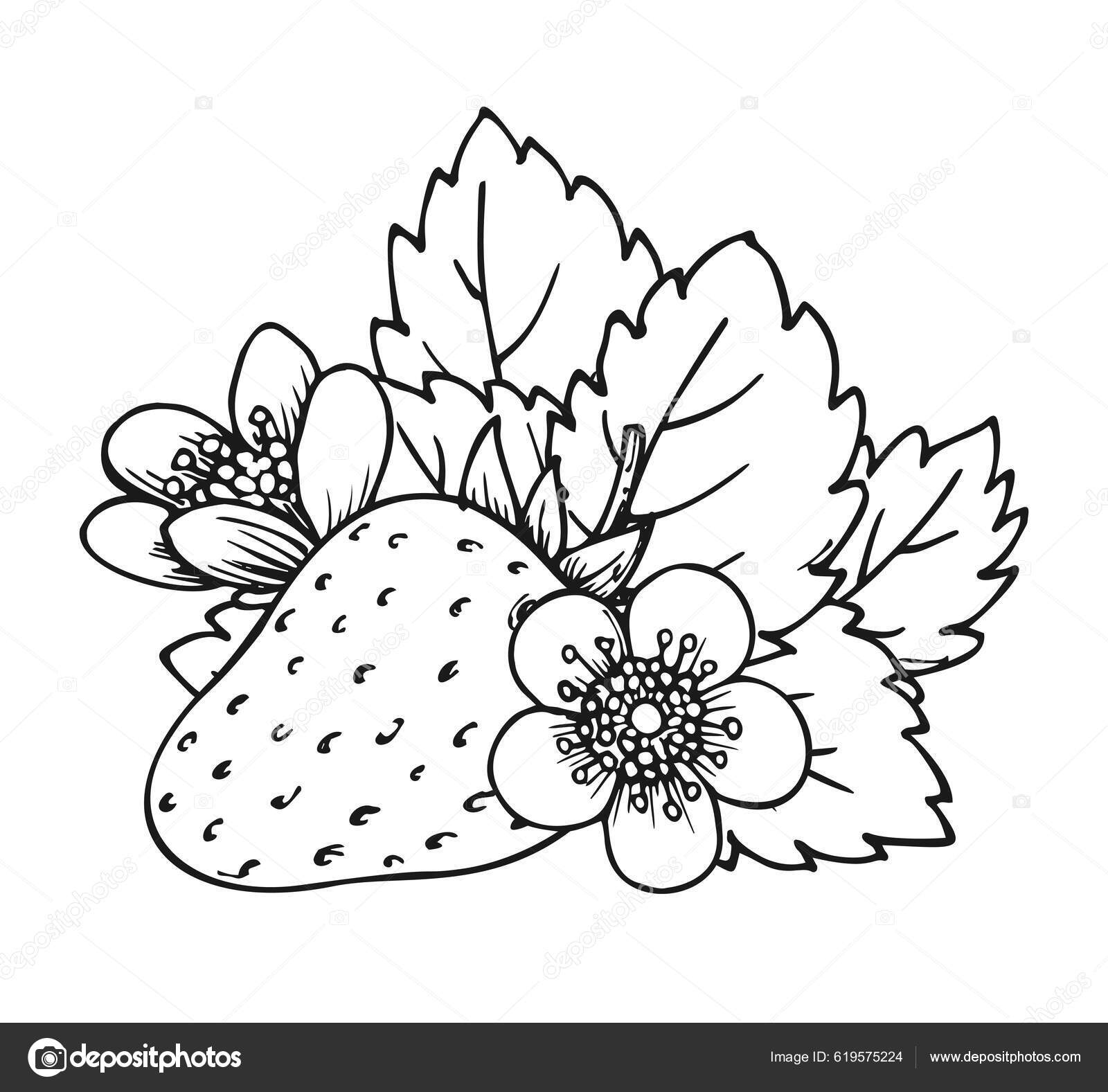 Whole ripe strawberry coloring book page flowering bush single berry stock vector by vasiliyart
