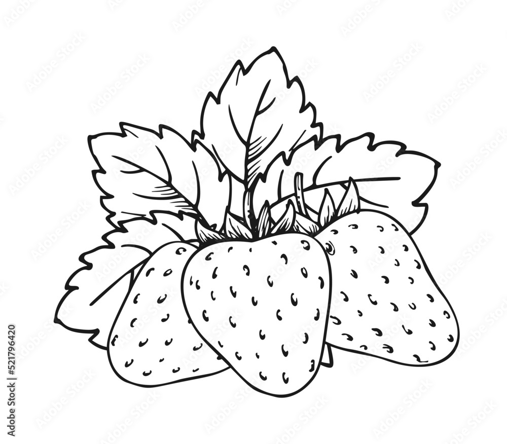 Strawberry bunch of three berries children and adults coloring book page whole ripe wild forest berry with leaves tasty sweet fresh fruit juicy strawberries handdrawn clip art black white sketch vector