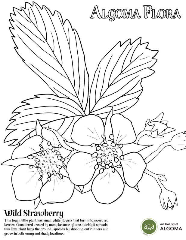 Aga colouring pages