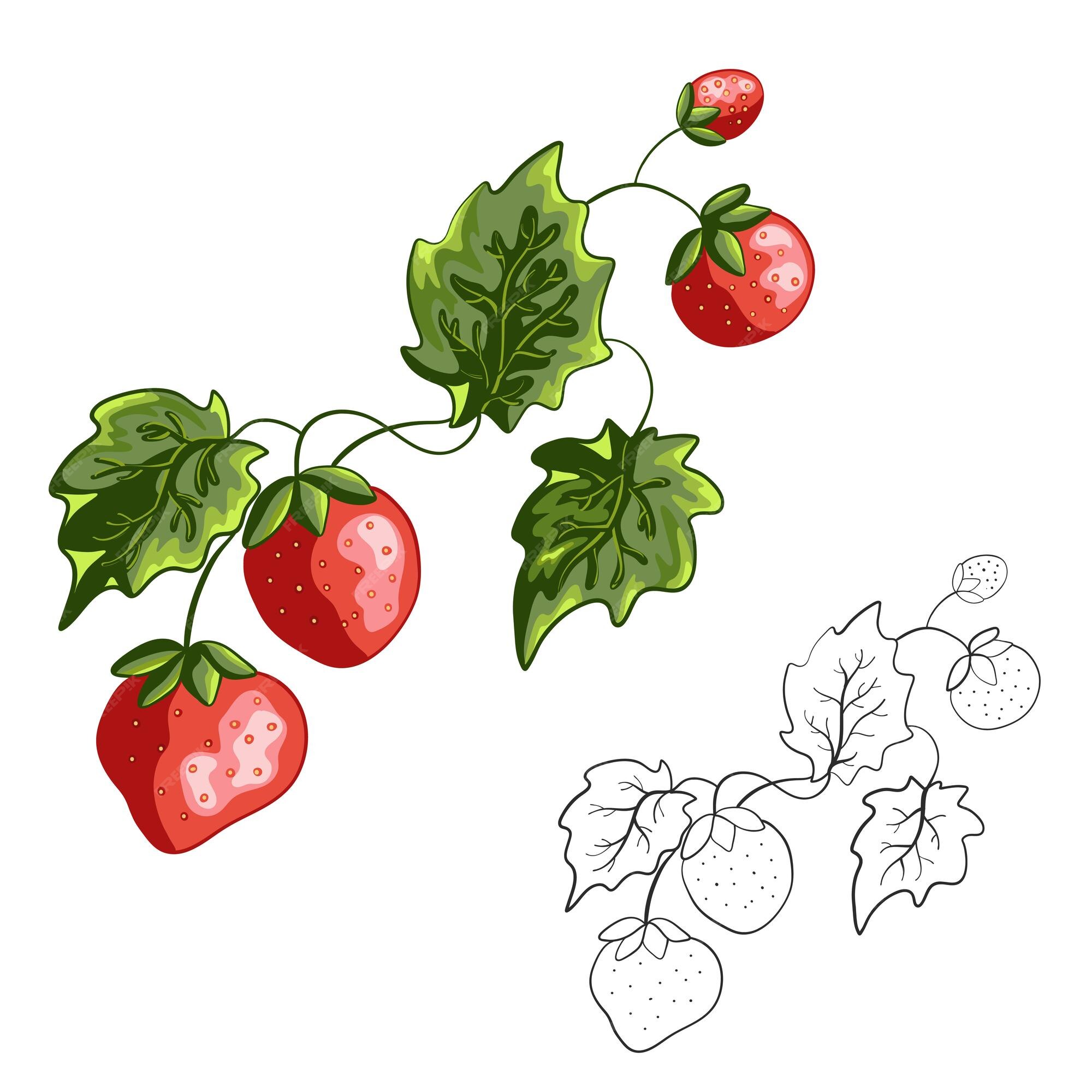 Premium vector wild forest berry strawberry coloring book page vector illustration