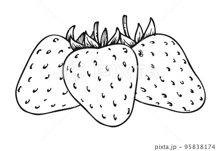 Strawberry monochrome line sketch fresh ripeãããããç æ