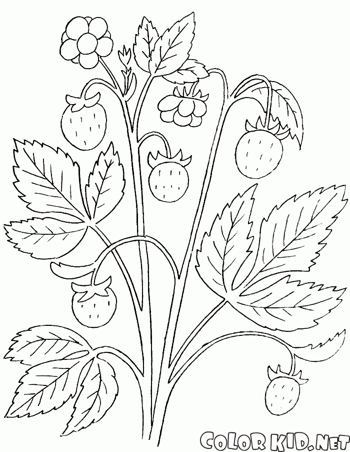 Coloring page