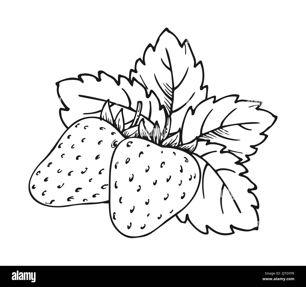 The wild strawberry black and white stock photos images