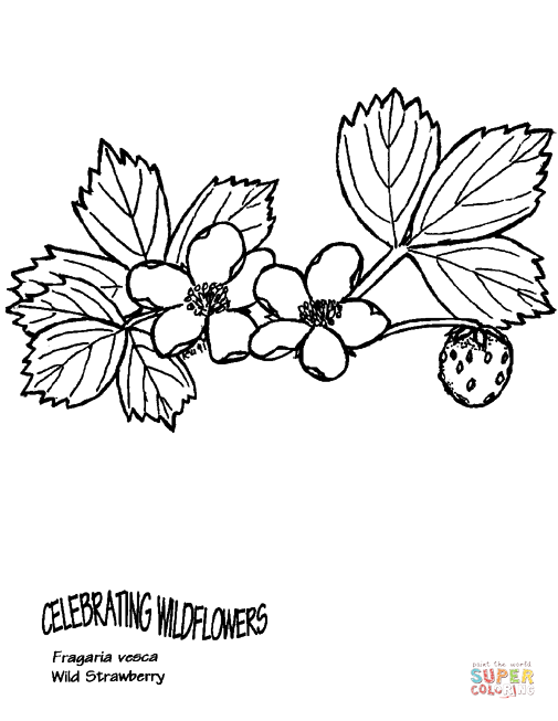 Wild strawberry coloring page free printable coloring pages
