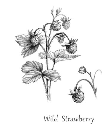 Hand drawn wild strawberry stock vector royalty
