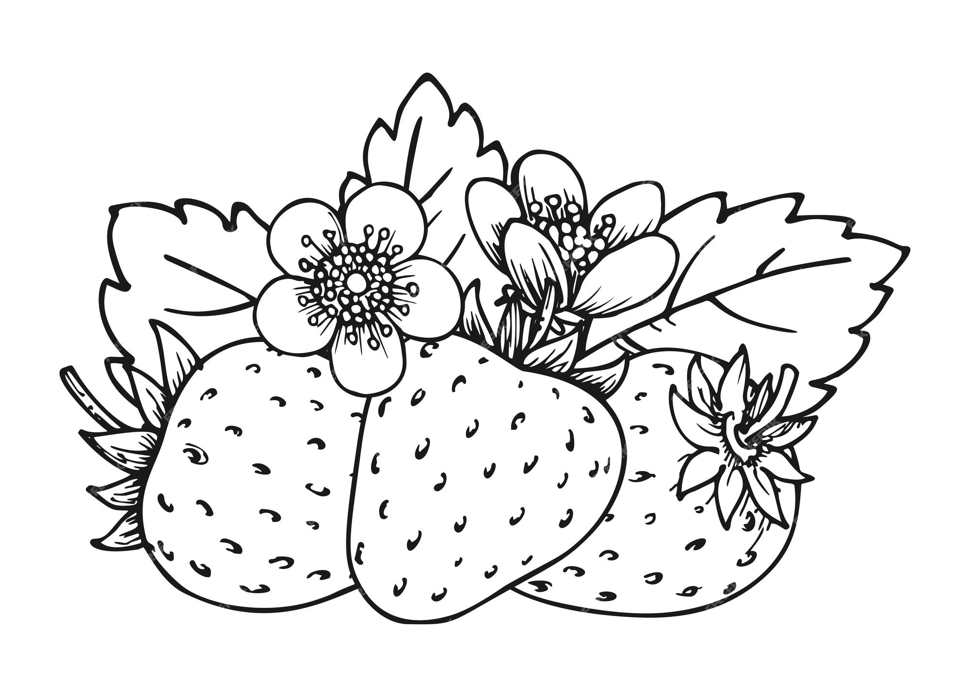 Premium vector strawberry bunch of three berries coloring book page whole ripe wild forest berry with leaves and blossom flowers tasty sweet fresh fruit juicy strawberries handdrawn clip art black white