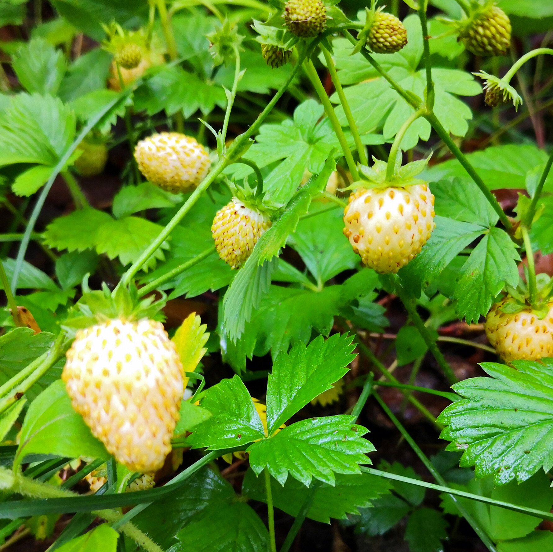 Why strawberries turn a ghostly shade of white