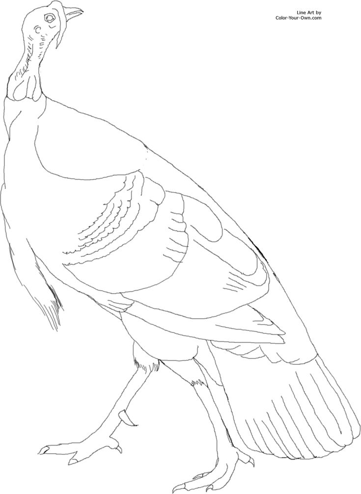 American wild turkey coloring page turkey coloring pages wild turkey turkey drawing