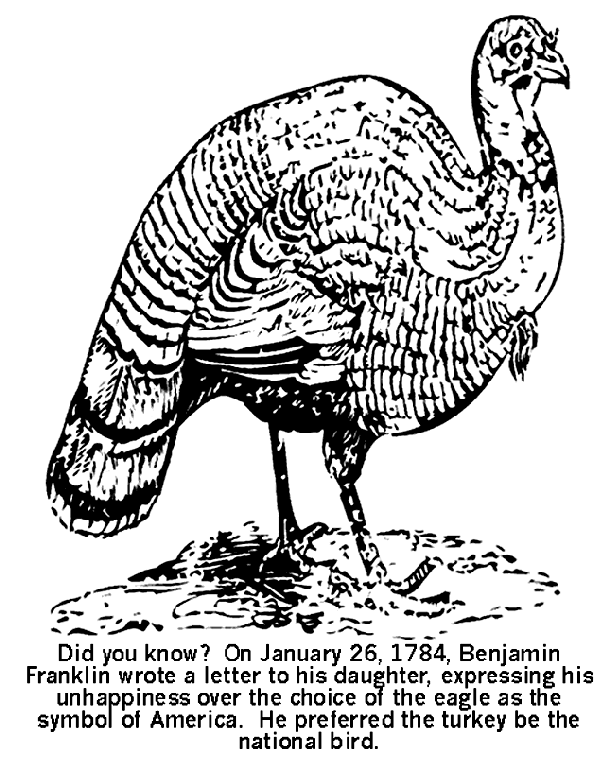 Wild turkey