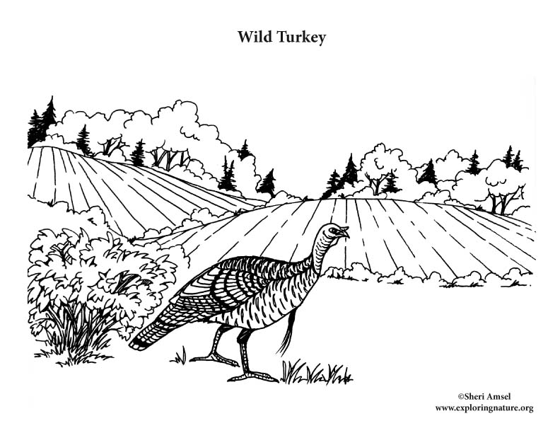 Wild turkey in habitat coloring page
