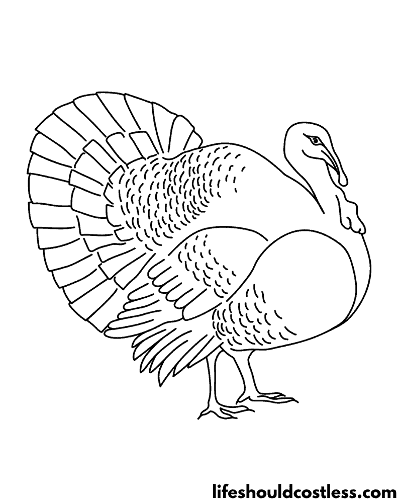 Turkey coloring pages free printable pdf templates