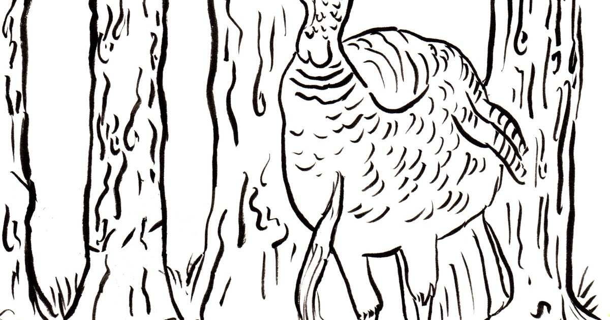 Wild turkey coloring page