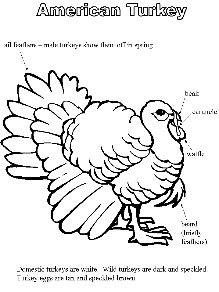 Turkey coloring book page