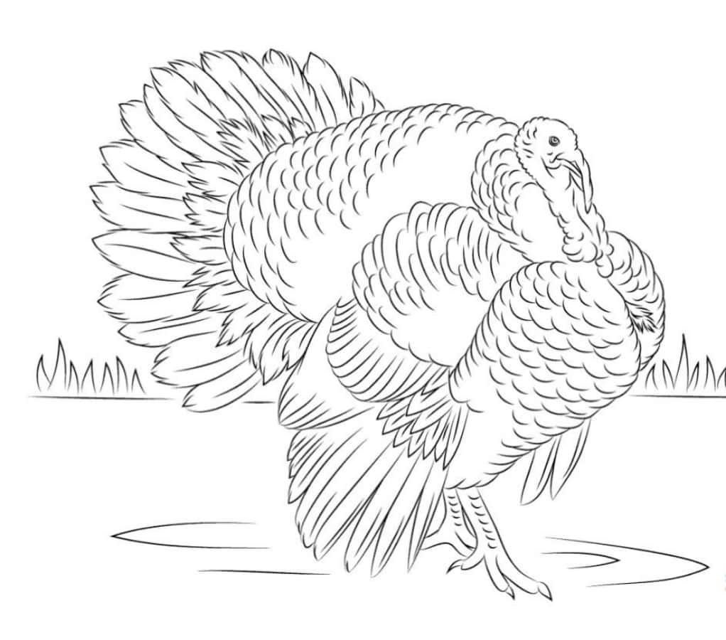 Download colorful turkey coloring picture