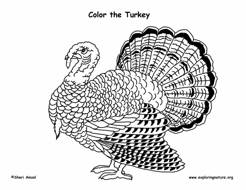 Turkey coloring page