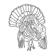 Top turkey coloring pages for toddlers