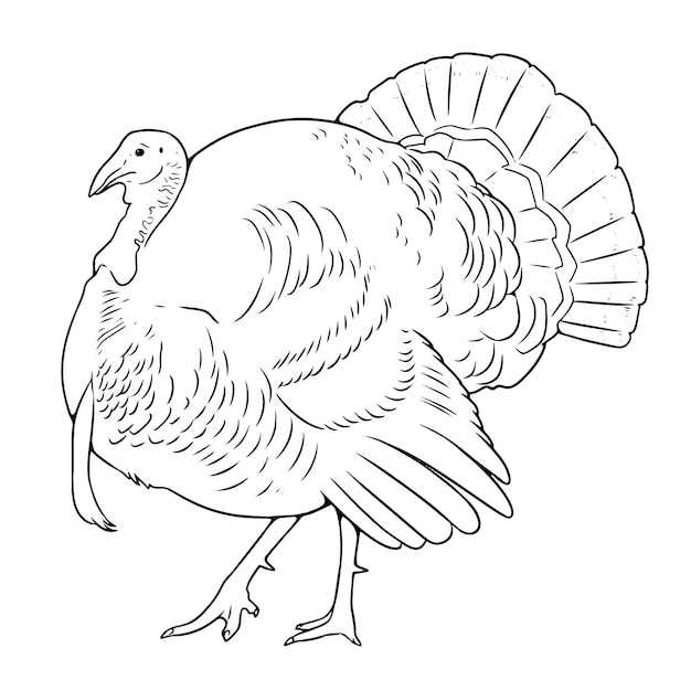 Premium vector male domestic turkey coloring book page black and white outline zoo animals illustration for children