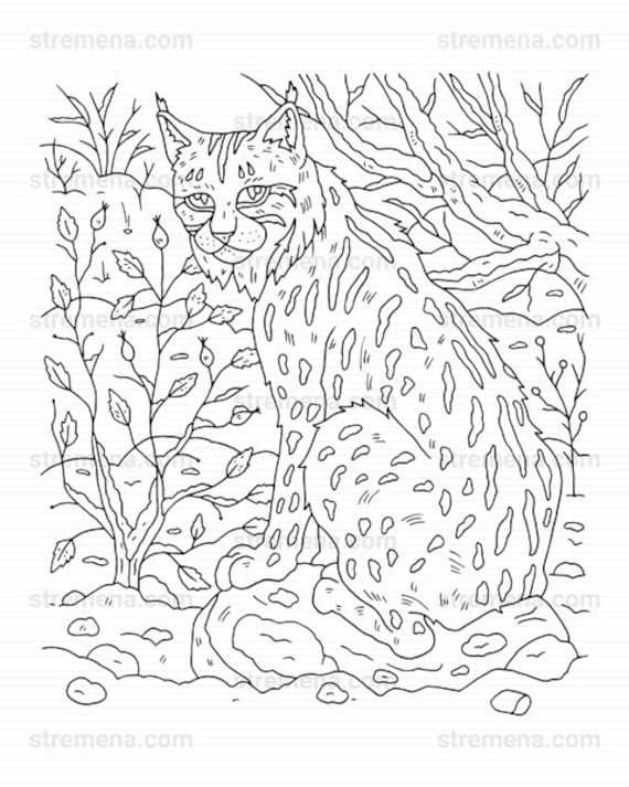 Lynx wildcat and owl printable animal coloring pages
