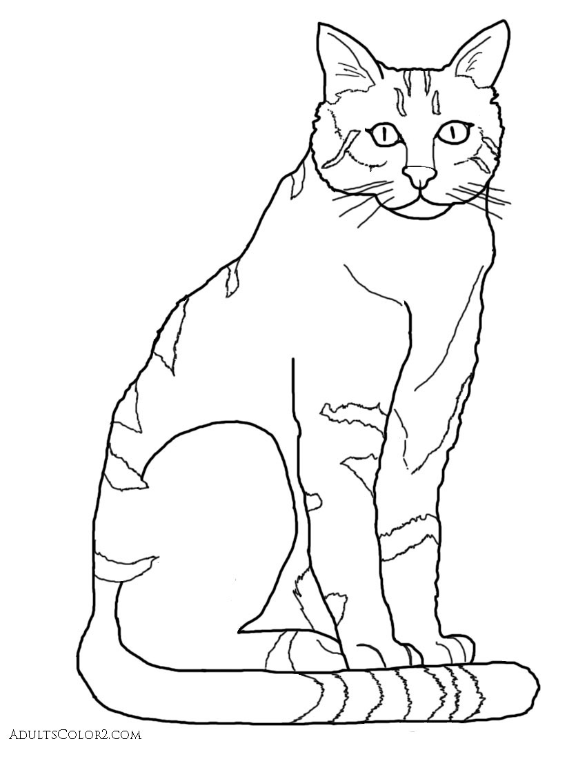 Cat coloring pages pint