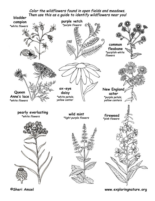 Meadow wildflowers coloring page