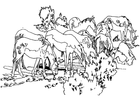 Wild horses coloring page free printable coloring pages