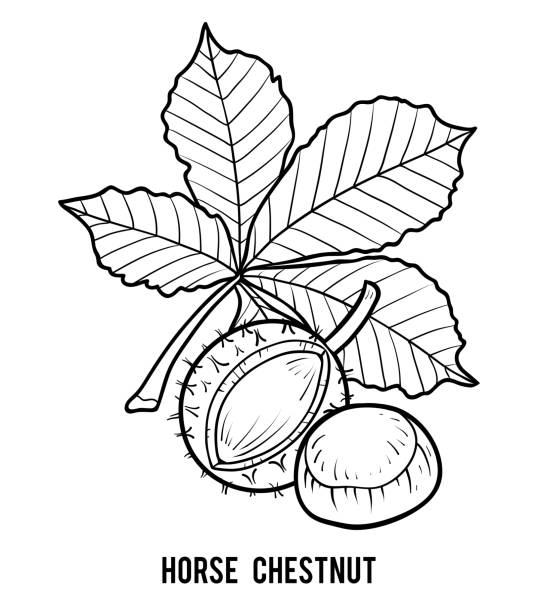 Coloring book horse chestnut stock illustration