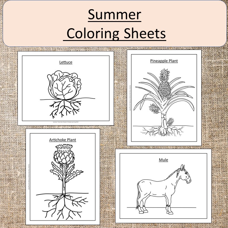 Summer color sheets pages art garden flowers butterfly plants made by teachers