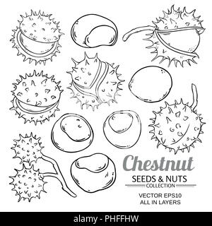 Chestnut vector isolated on white background stock vector image art