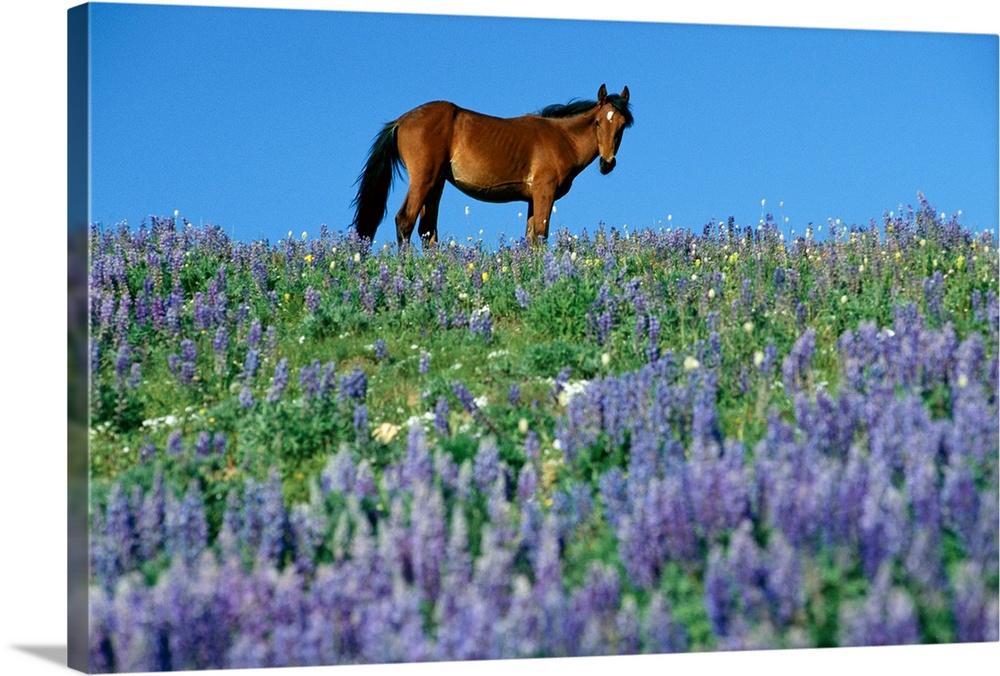 A view of a wild horse in a field of wildflowers in the pryor mountains montana wall art canvas prints framed prints wall peels great big canvas