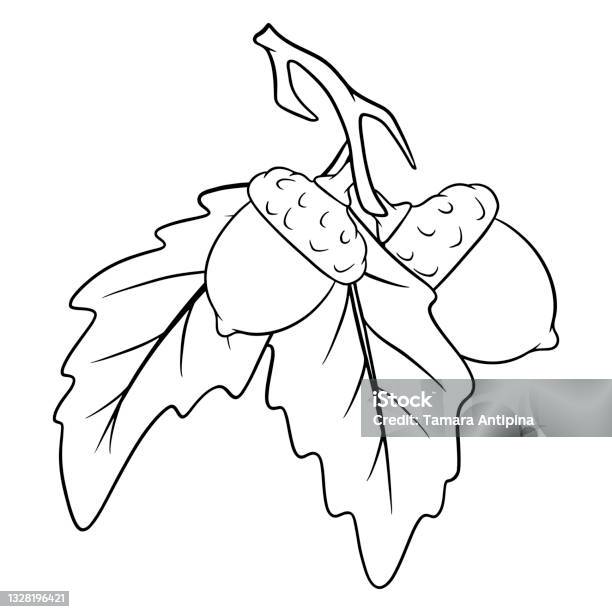 The fruit of the oak is edible two acorns on a branch with leaves stock illustration
