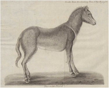 Konik tarpan european wild horse an origin story with conservation implications