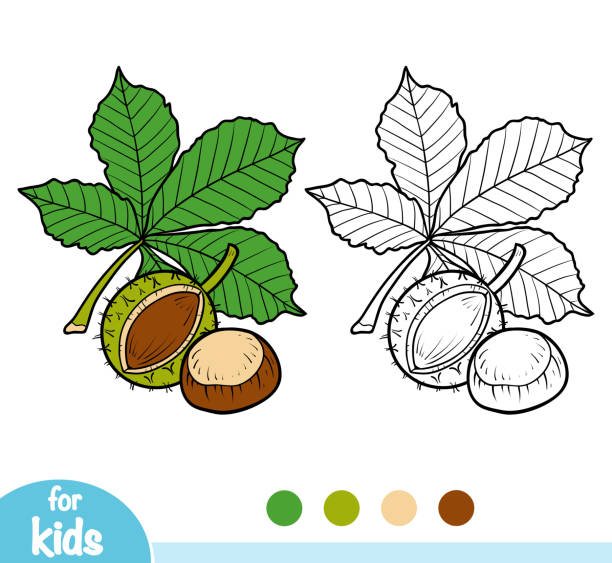 Horse chestnut seed stock illustrations royalty