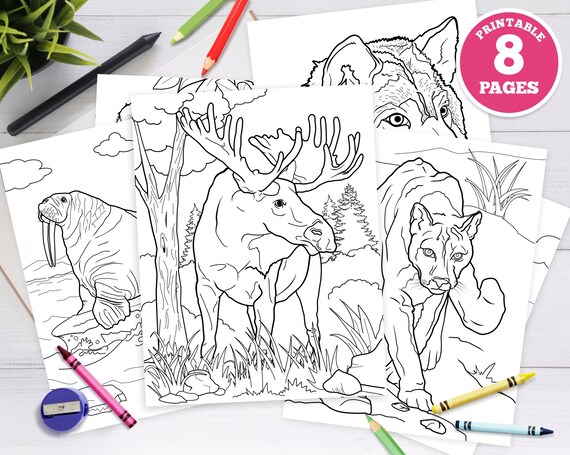 Pack printable digital coloring pages for kids alaska wild animals unique illustrations forest animals woodland animals nature instant download