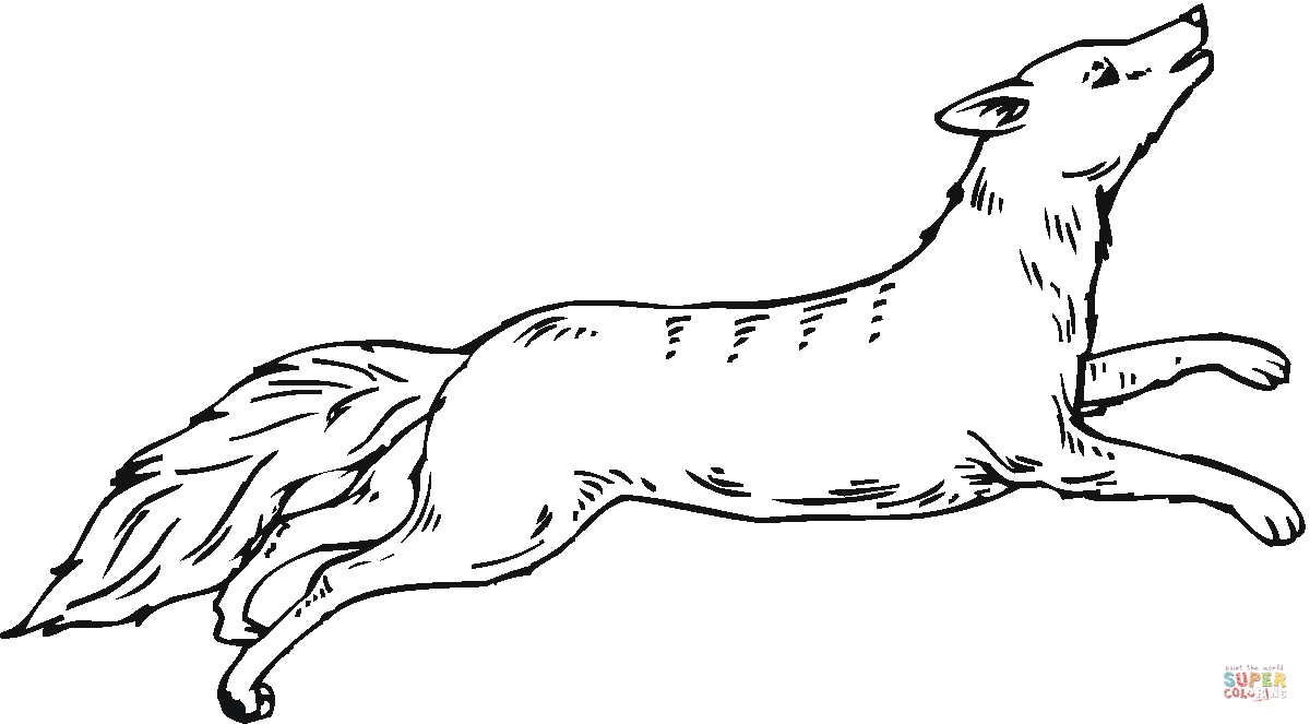 Coyote run coloring page free printable coloring pages
