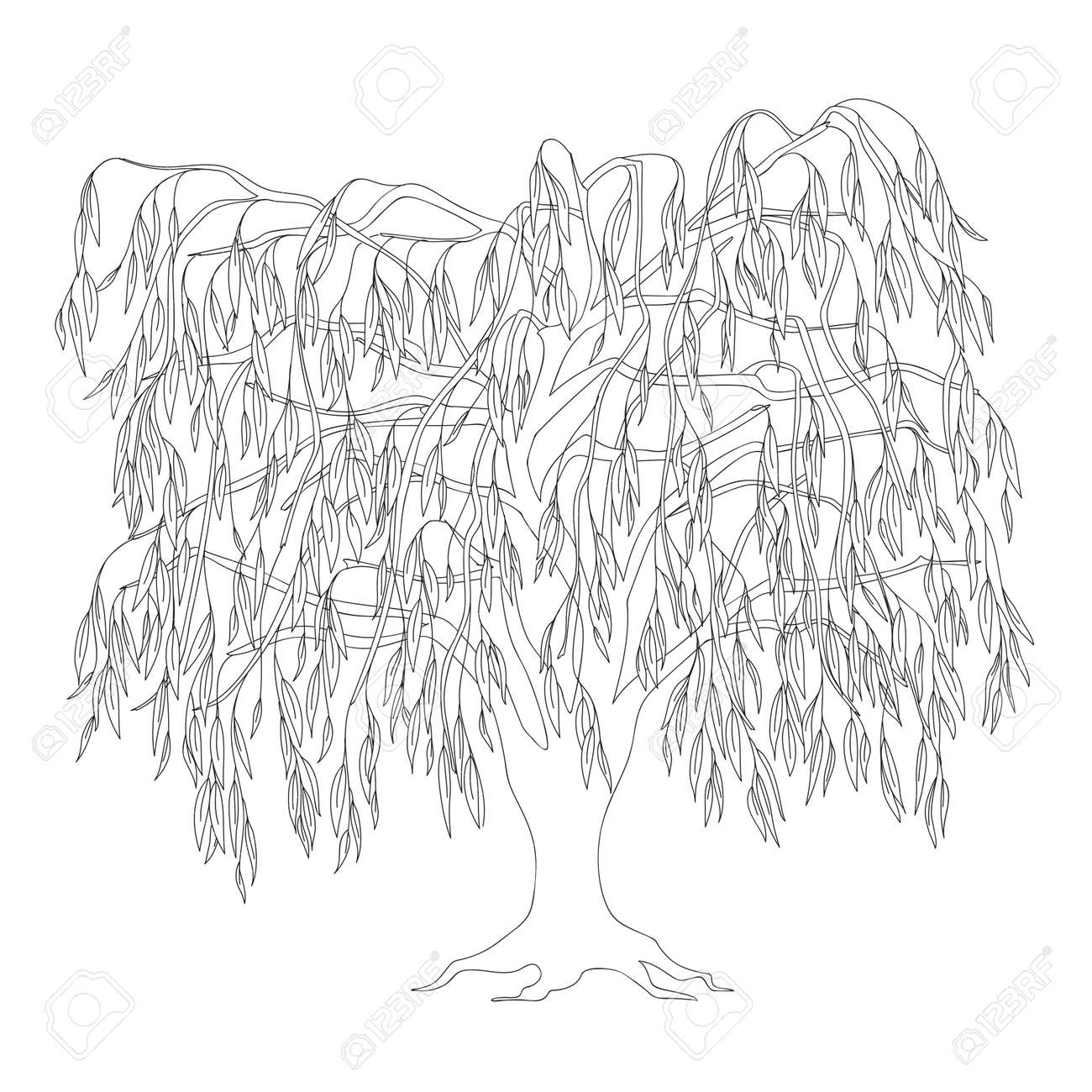 Outline illustration weeping willow with leaves and roots for adult or kid coloring book tutorials royalty free svg cliparts vectors and stock illustration image