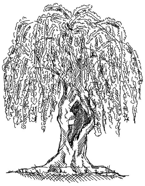 Willow tree draw stock vector by pavelmidi