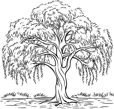 Willow tree images â browse photos vectors and video