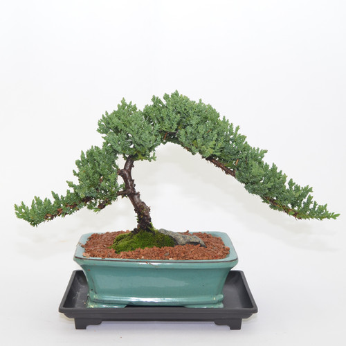 Japanese juniper years old windswept style traditional bonsai celestial bonsai