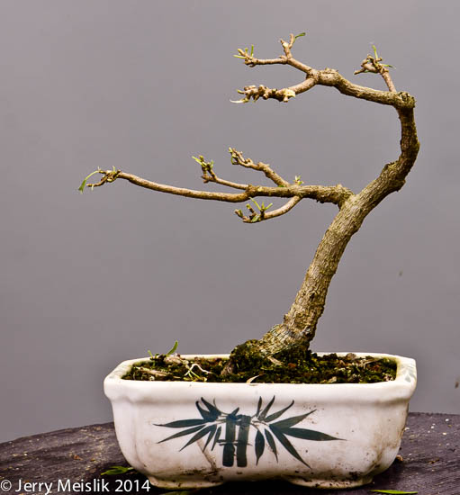 Willow leaf fig s blog