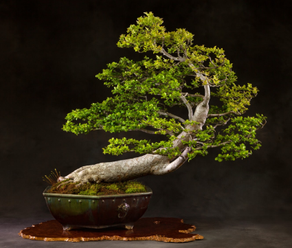 A guide to bonsai â bonsai blog â national bonsai foundation