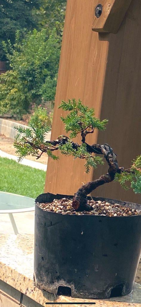 Procumbens nana windswept style finally in a pot after i styled it the last pic is from august ig akaienbonsai rbonsai
