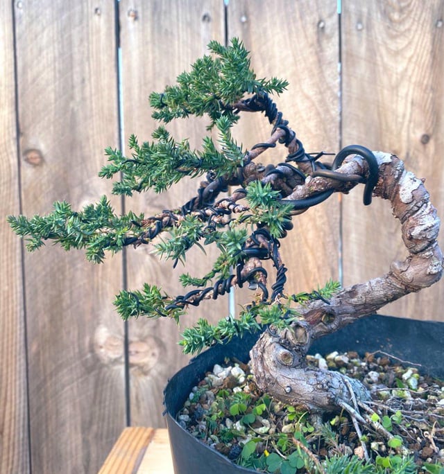Procumbens nana windswept style finally in a pot after i styled it the last pic is from august ig akaienbonsai rbonsai