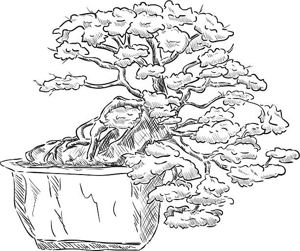 Bonsai tree silhouette pictures stock illustrations royalty