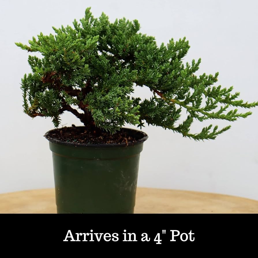 Windswept juniper bonsai trees