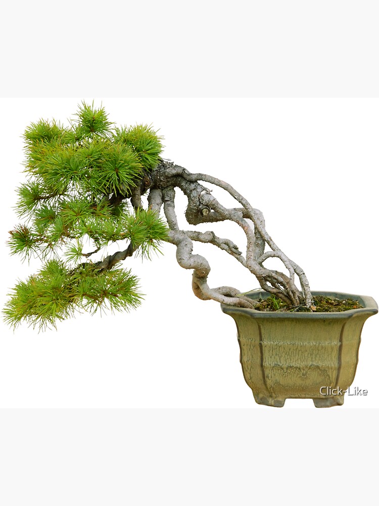 Windswept fukinagashi bonsai tree magnet for sale by click